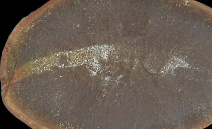 Fossil Shrimp (Kellibrooksi) Nodule, Pos/Neg- Illinois #120887